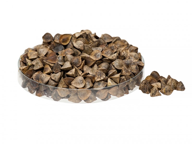 Brown buckwheat
