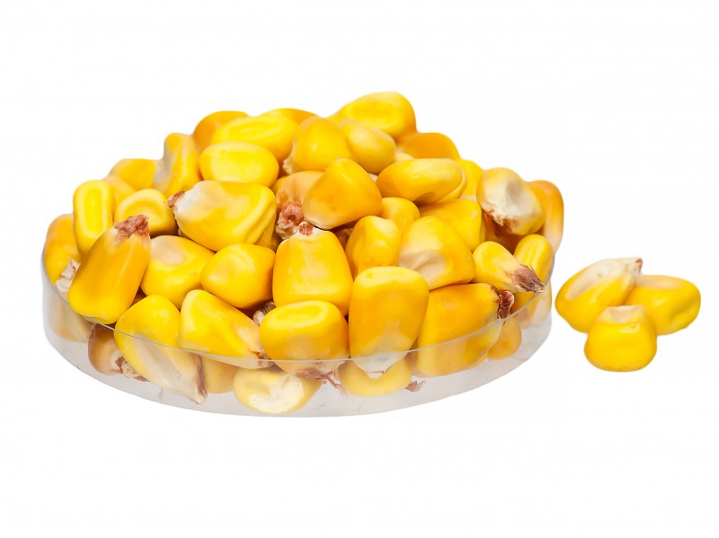 Fodder corn